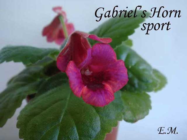 Gabriel's-Horn-sport.jpg