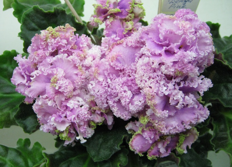 Кузина ЛЕ-Денди Pink.JPG