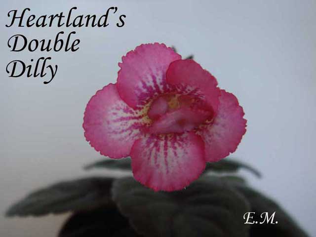 Heartland's-Double-Dillyпод.jpg