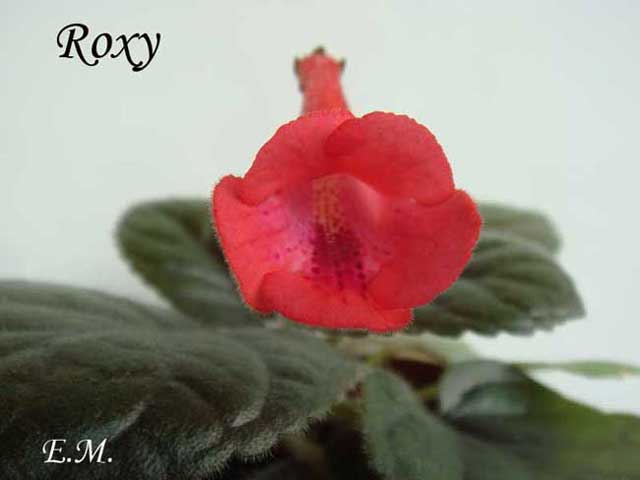 Roxy--.jpg