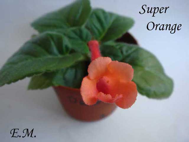 Super-Orange.jpg