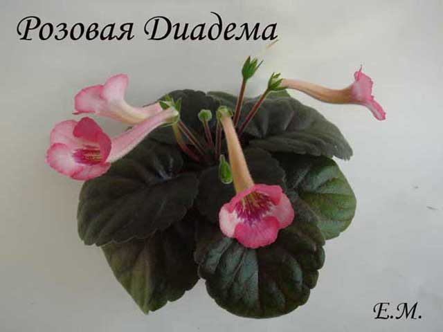Розовая-Диадема.jpg