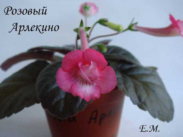 Розовый-Арлекино.jpg