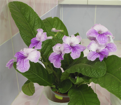 Orchid Lace