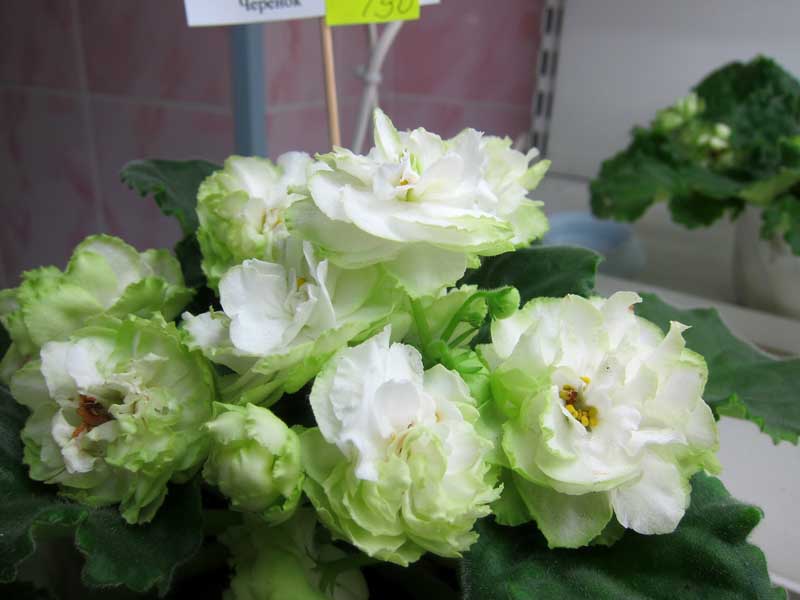 Трофимова Spring Rose .JPG