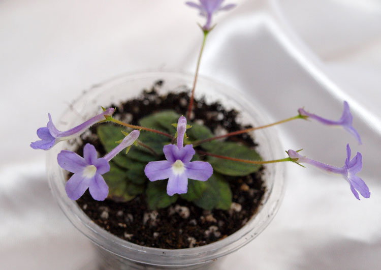 Sinningia pusilla.jpg