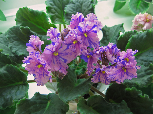B-Man's-cosmo-Turina1.jpg