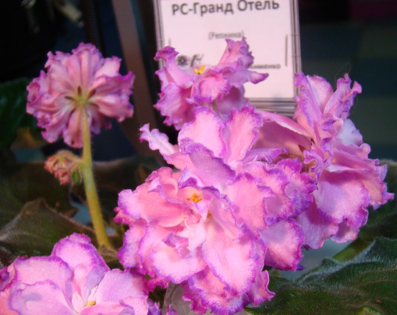 DSC08403.JPG
