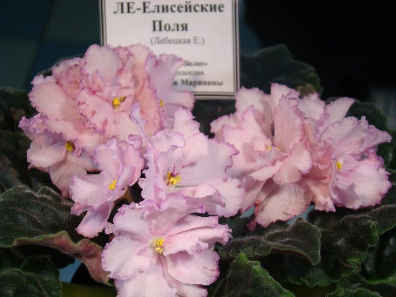 DSC08415.JPG