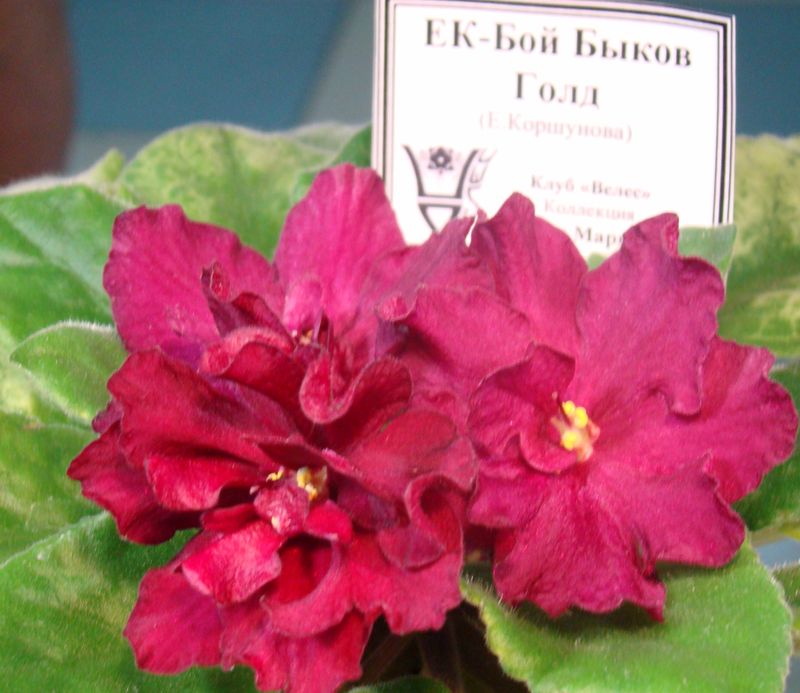 DSC08414.JPG