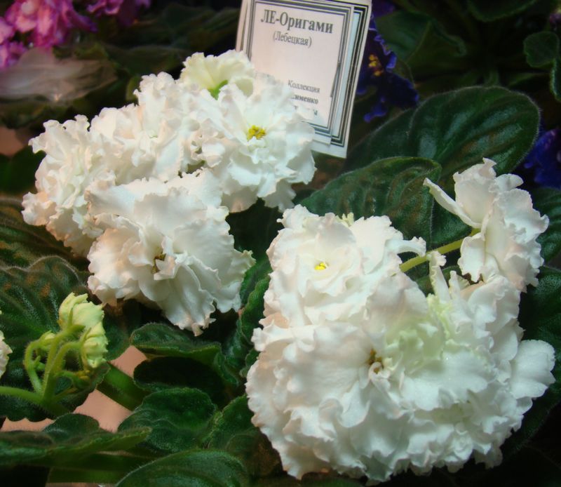 DSC08410.JPG