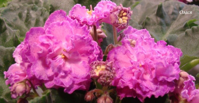 DSC08407.JPG