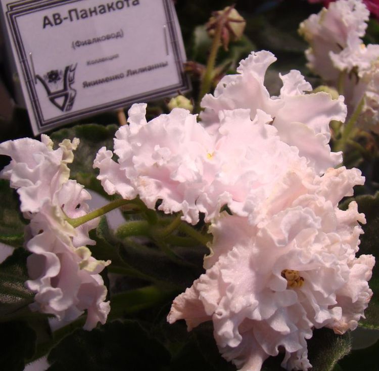 DSC08406.JPG