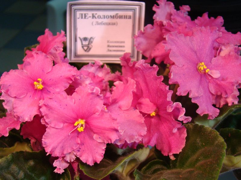DSC08402.JPG