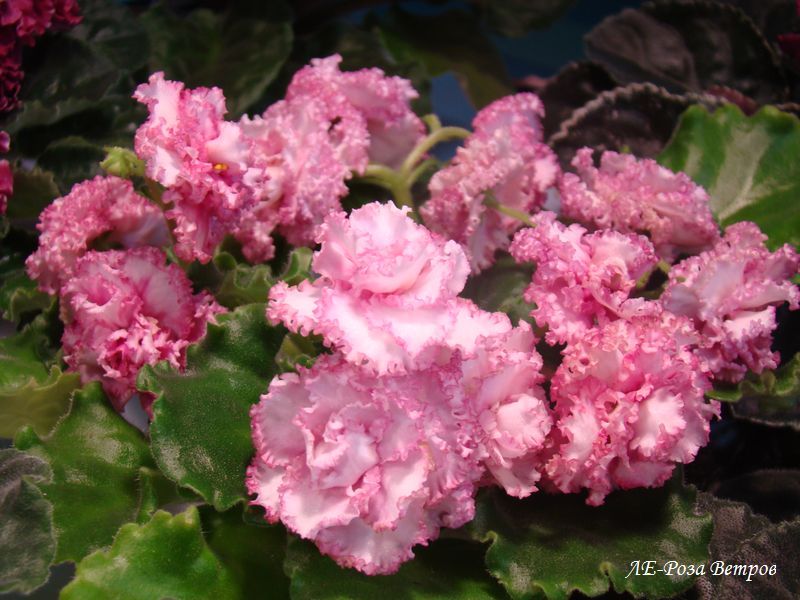 DSC08400.JPG