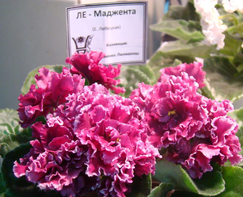 DSC08398.JPG