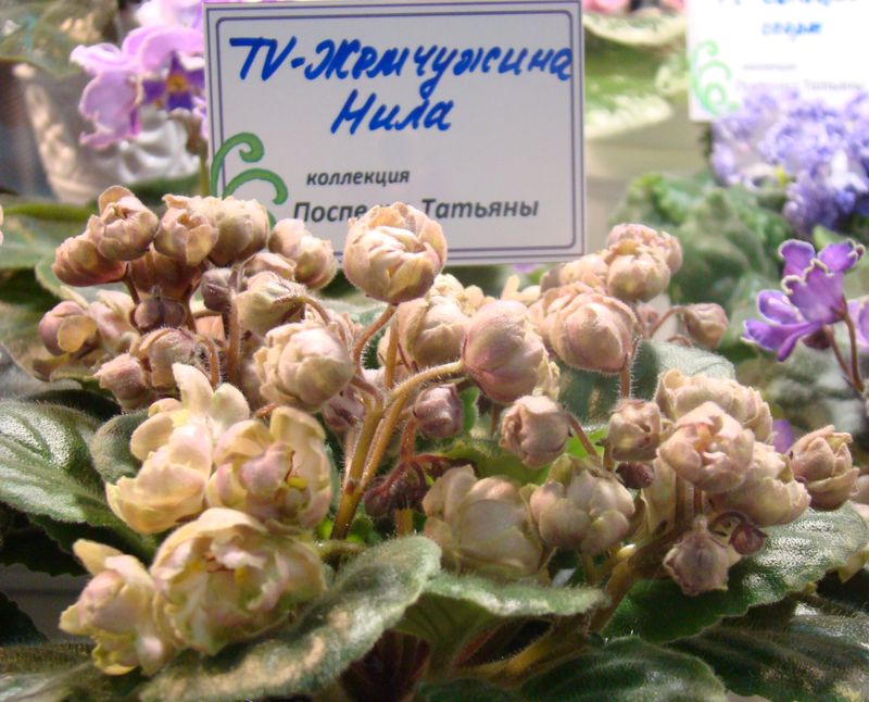 DSC08380.JPG