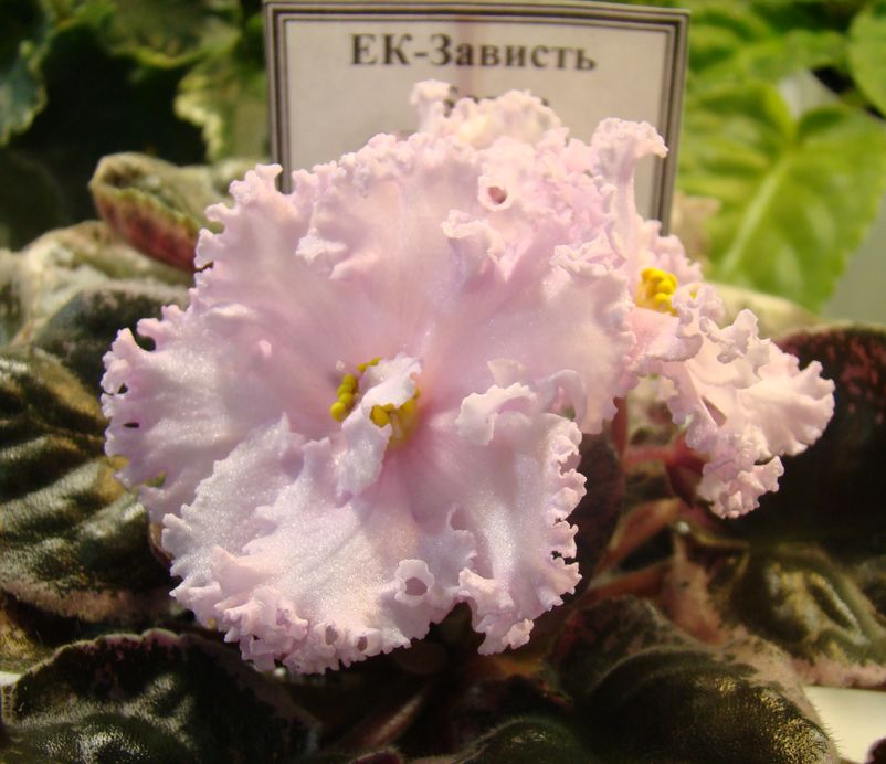 DSC08389.JPG
