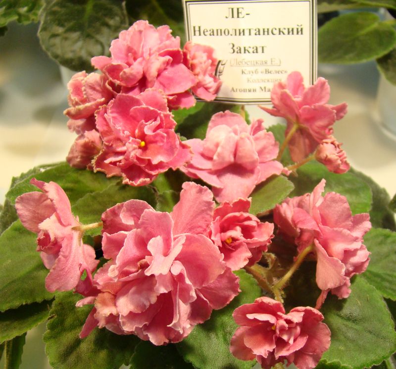 DSC08387.JPG