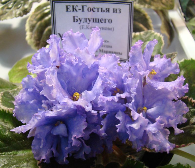 DSC08385.JPG
