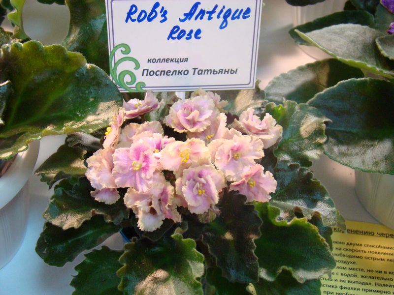 DSC08382.JPG