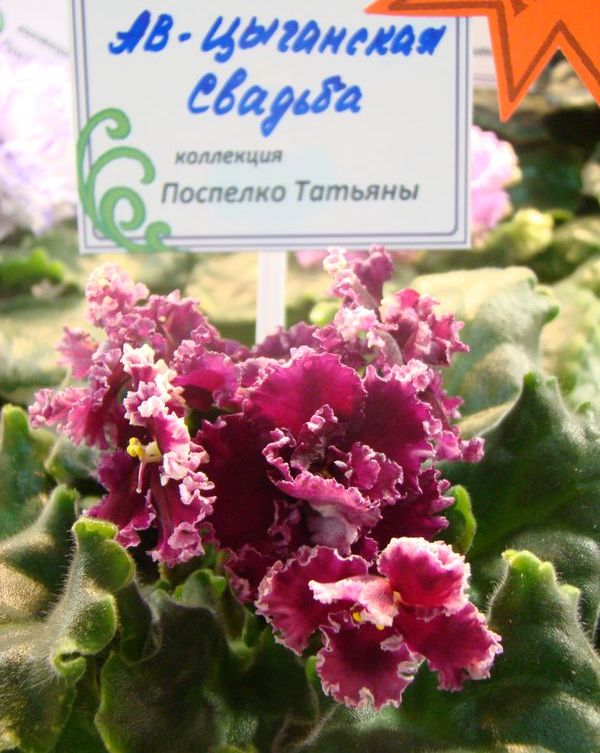 DSC08381.JPG
