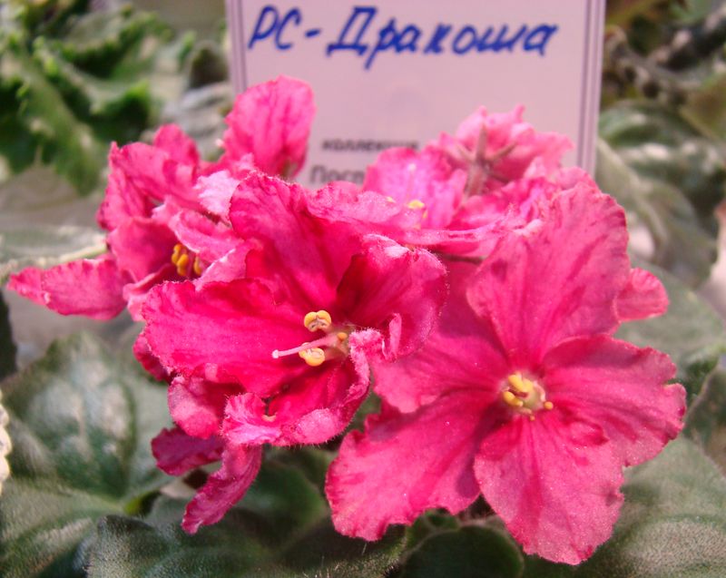 DSC08375.JPG
