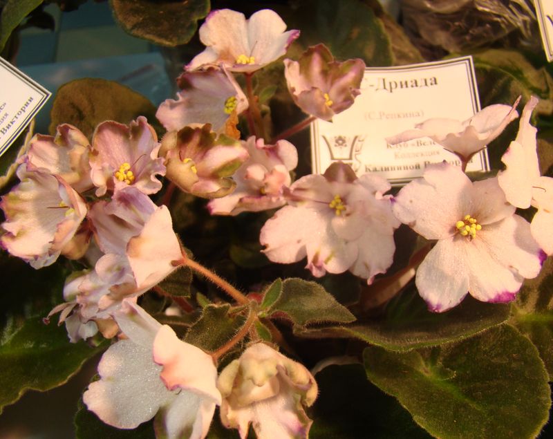DSC08368.JPG