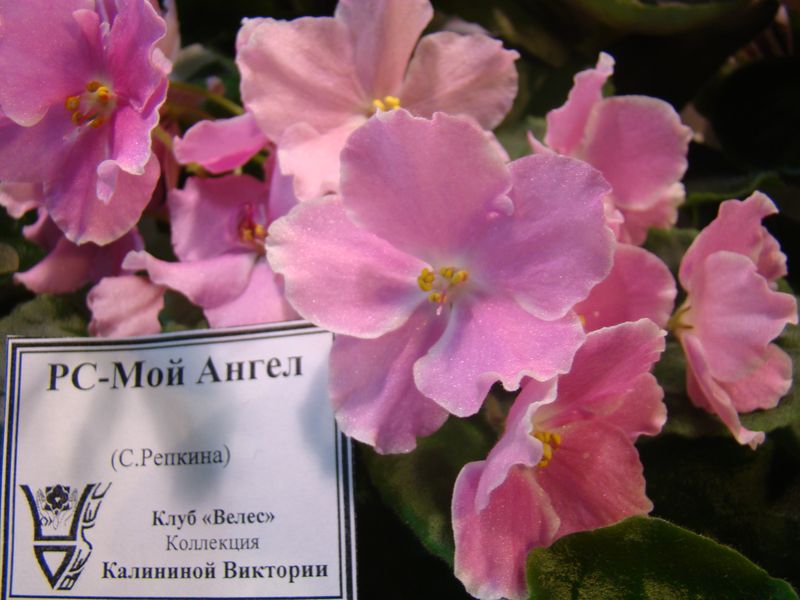 DSC08366.JPG
