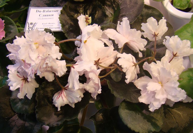 DSC08362.JPG