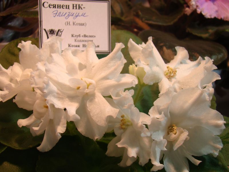 DSC08360.JPG