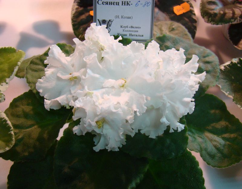 DSC08333.JPG