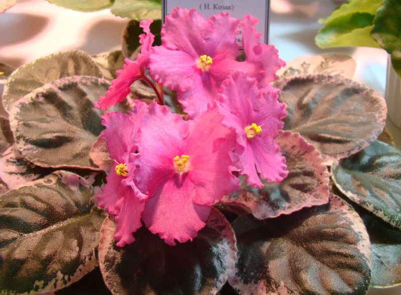 DSC08334.JPG