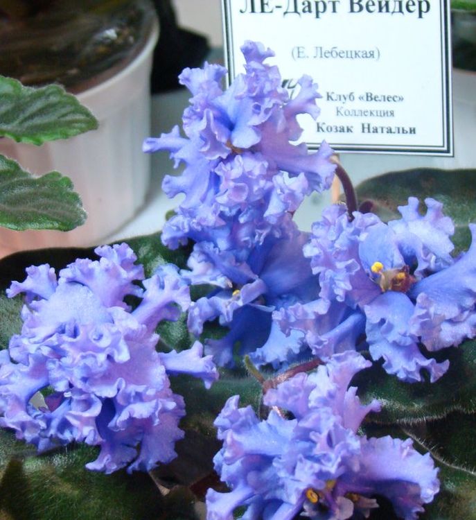 DSC08344.JPG