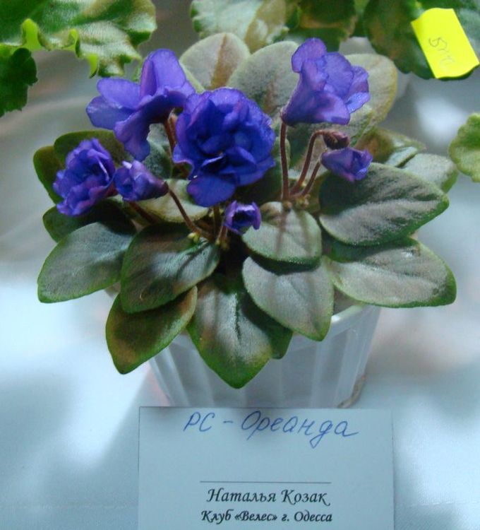 DSC08348.JPG
