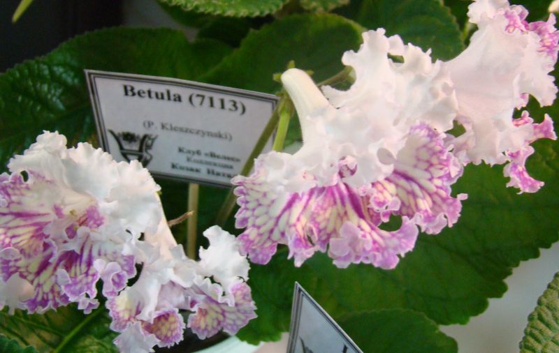 DSC08354.JPG