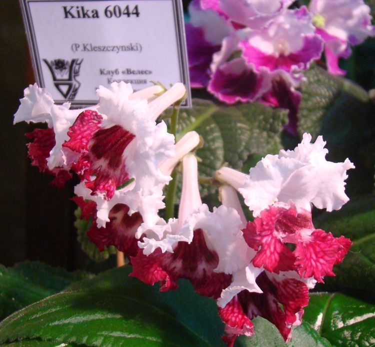 DSC08356.JPG