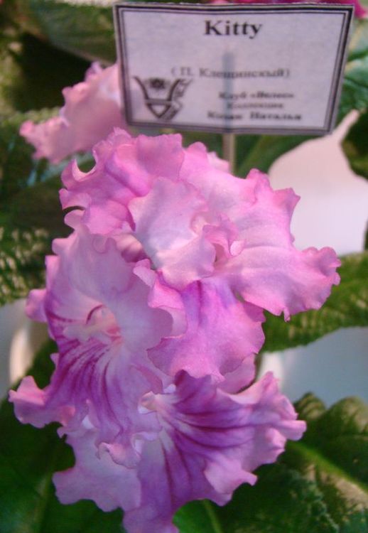 DSC08355.JPG