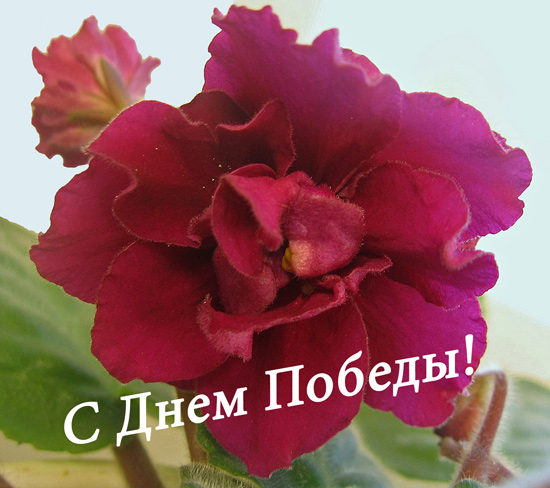 EK-Den'-Pobedy1.jpg
