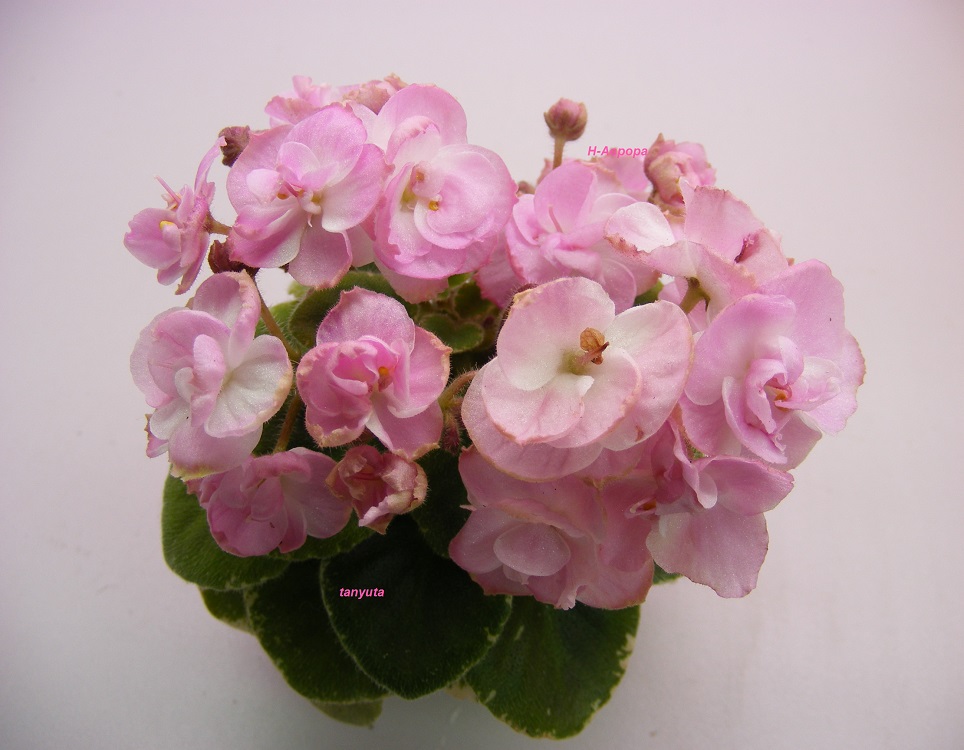 DSCF0018-1.jpg
