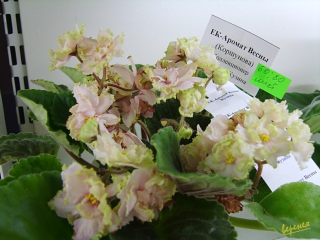 ек-аромат  весны.JPG