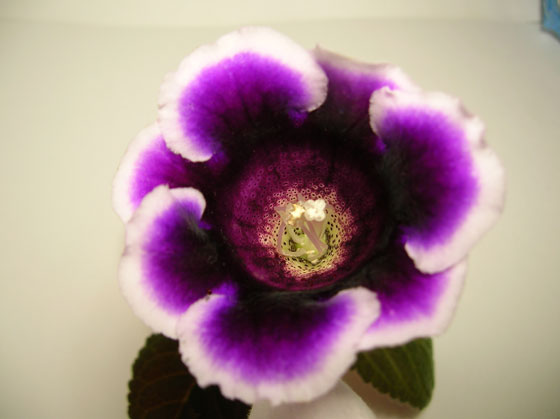 CMviolet11_b.jpg