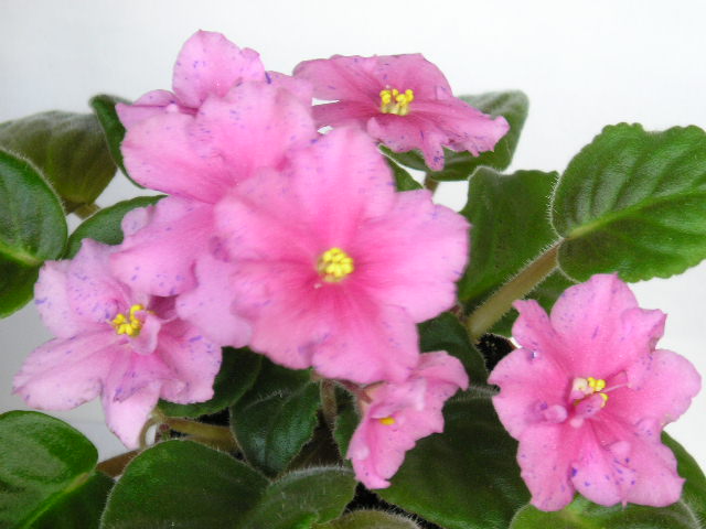 23-Орбелиани.JPG