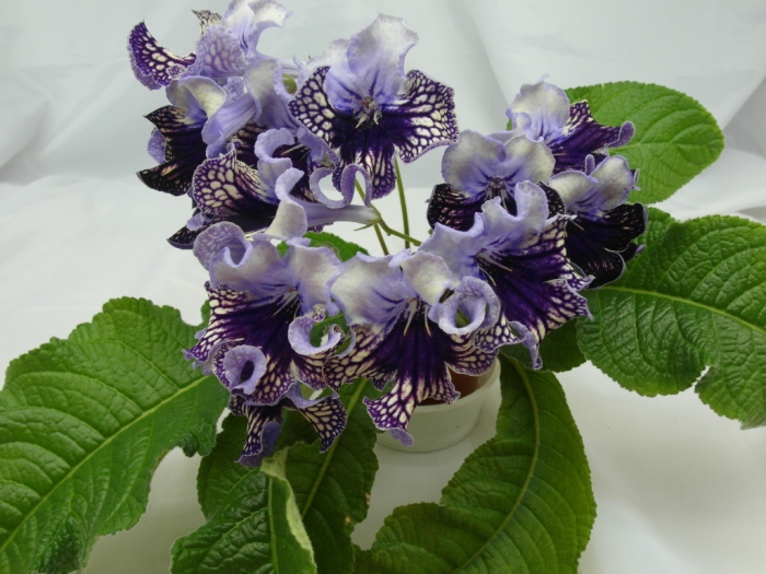 Harlequin Lace