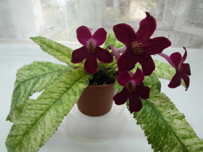 Dale's Polar Lava (D. Martens)