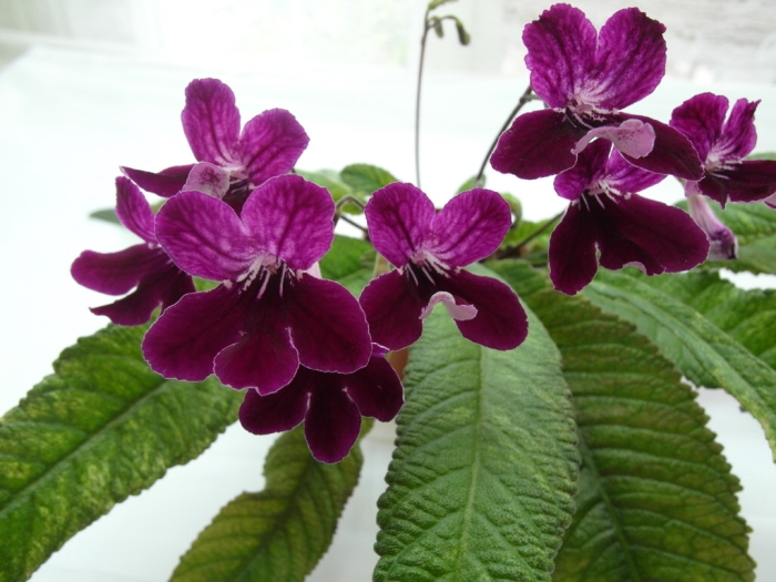 Dale's Polar Berry  (D. Martens)