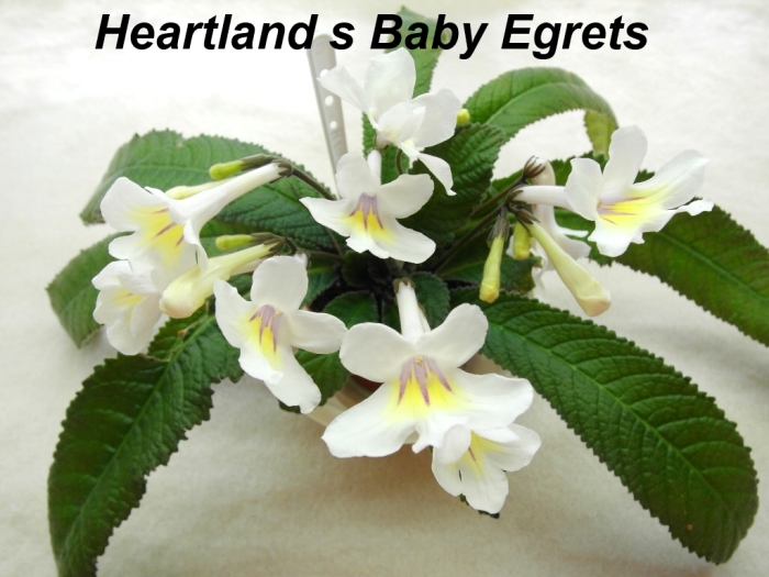 Heartland's Baby Egrets (D. Martens)