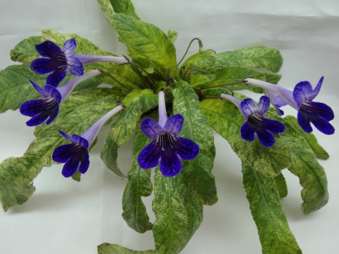 Dale's Polar Midnight  (D. Martens)