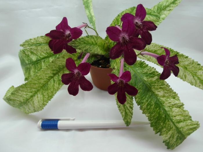 Dale's Polar Lava (D. Martens)
