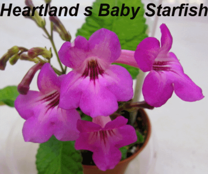 Heartland's Baby Starfish (D. Martens)